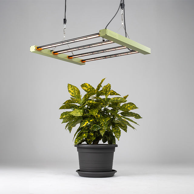 LED Grow Lights vs. HPS: A Comparative Study
