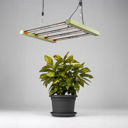 LED Grow Lights vs. HPS: A Comparative Study
